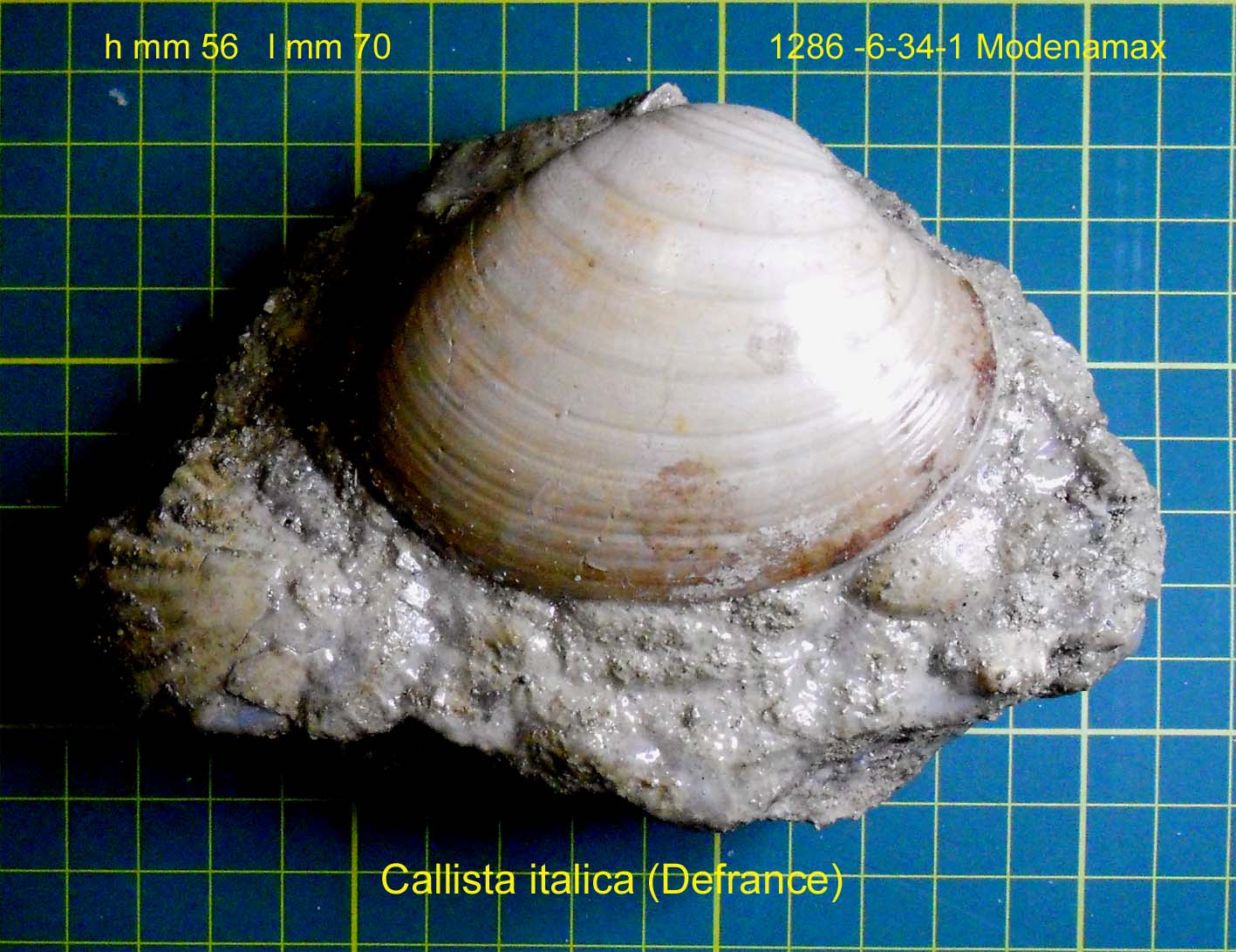 Callista italica